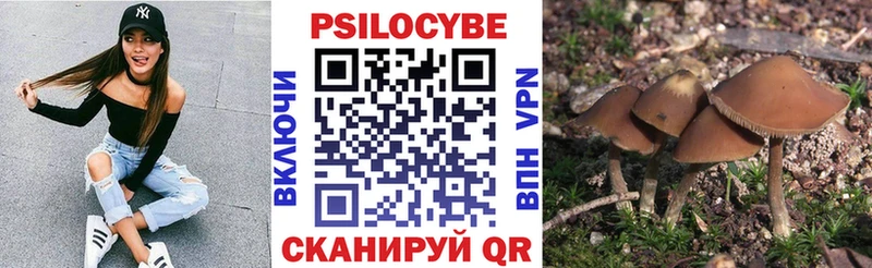 магазин  наркотиков  Тихорецк  Псилоцибиновые грибы Psilocybine cubensis 