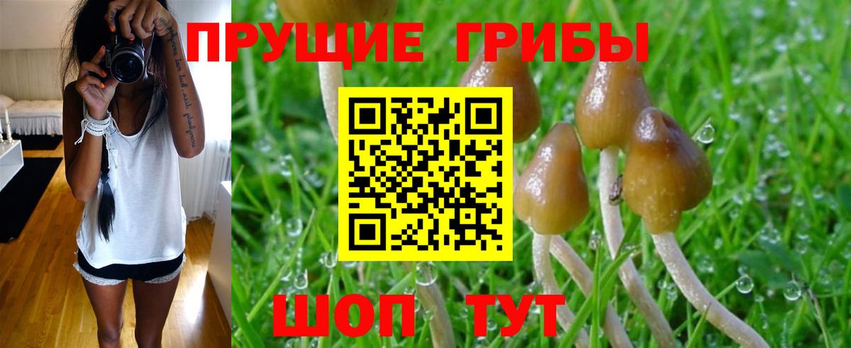 Тихорецк  Галлюциногенные грибы Psilocybe  Вход с VPN 